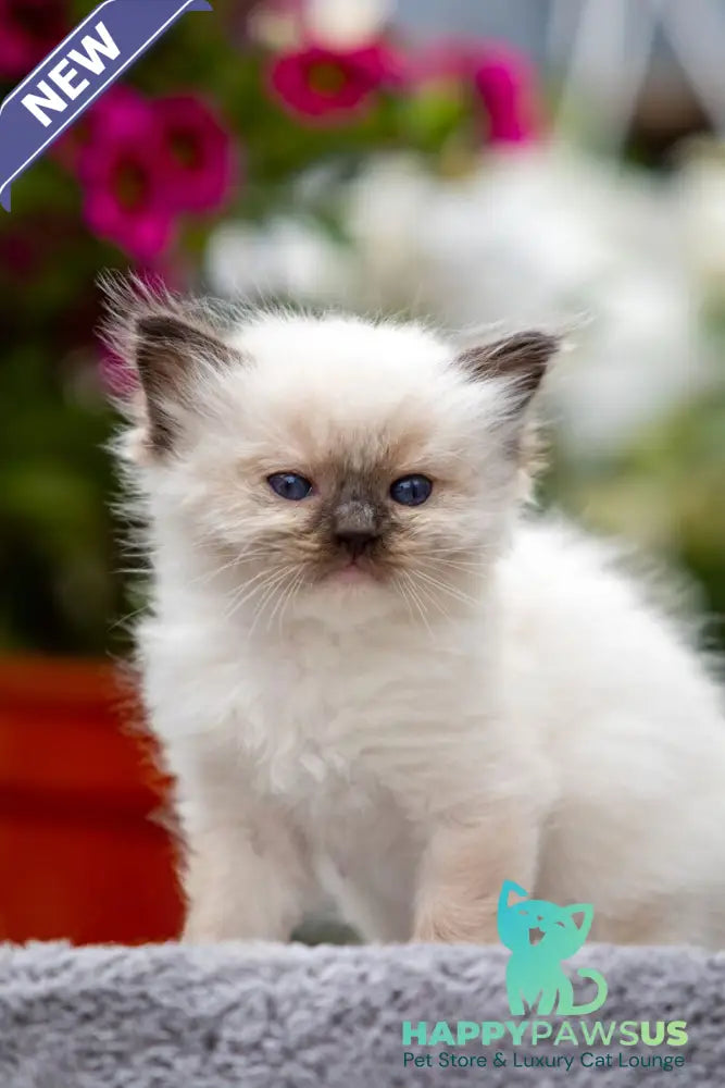 Onix Ragdoll male seal mitted - live animals