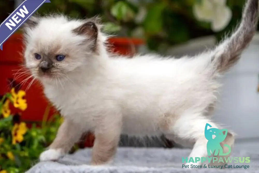 Onix Ragdoll male seal mitted - live animals
