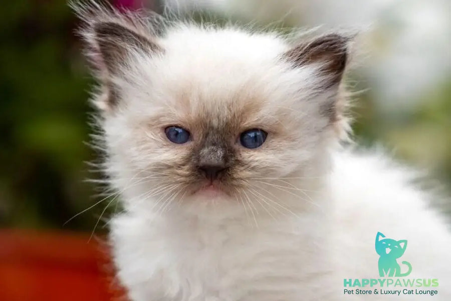 Onix Ragdoll male seal mitted - live animals
