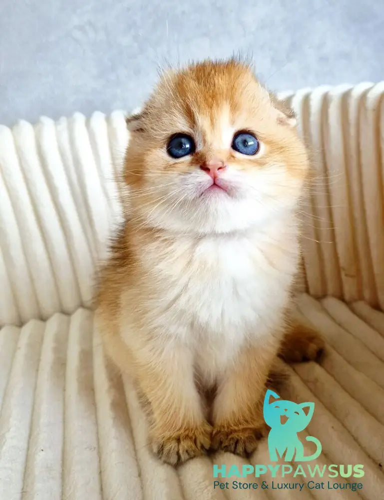 Onix Scottish Fold male black golden shaded - live animals