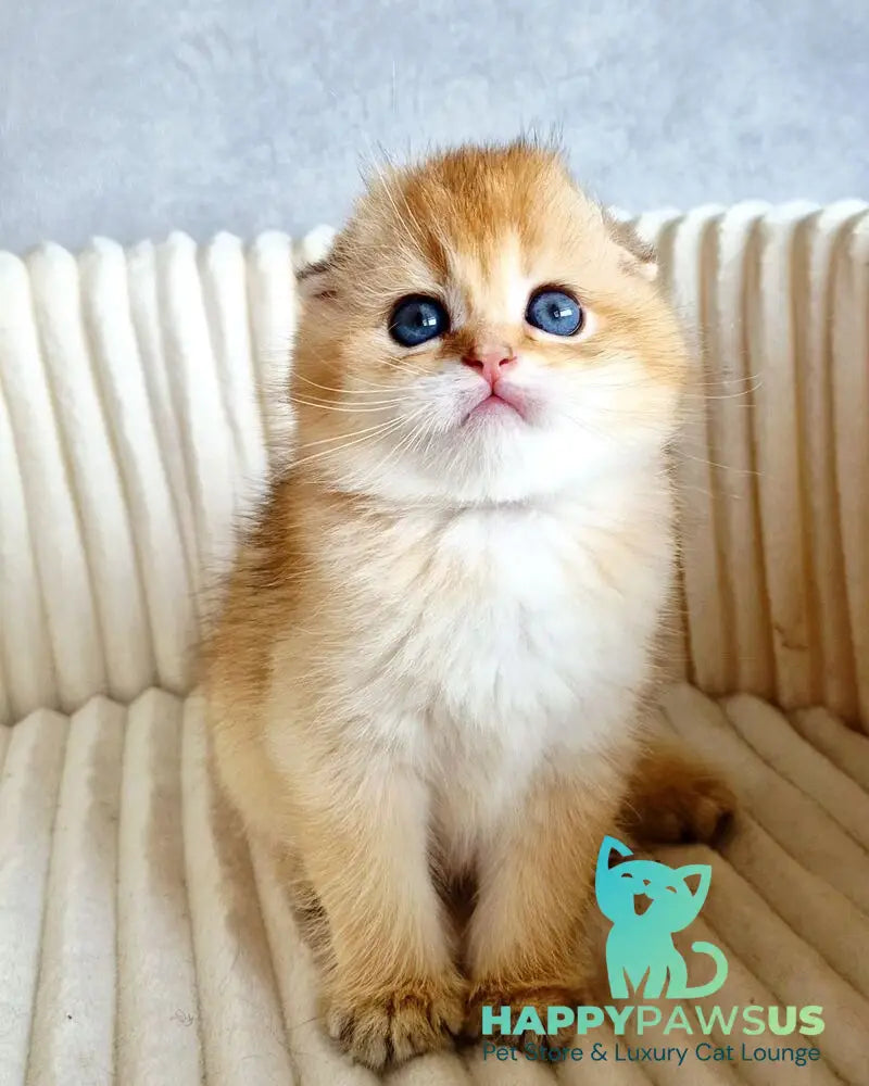 Onix Scottish Fold male black golden shaded - live animals