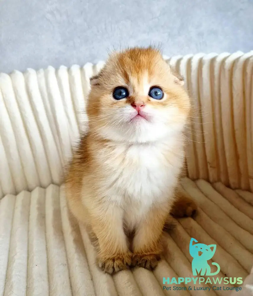 Onix Scottish Fold male black golden shaded - live animals