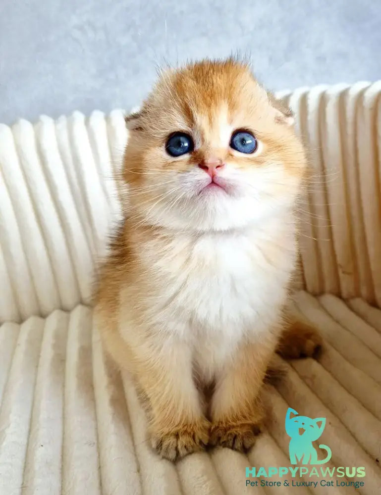 Onix Scottish Fold male black golden shaded - live animals