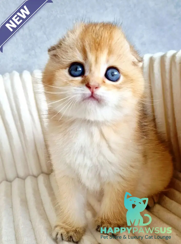 Onix Scottish Fold male black golden shaded - live animals