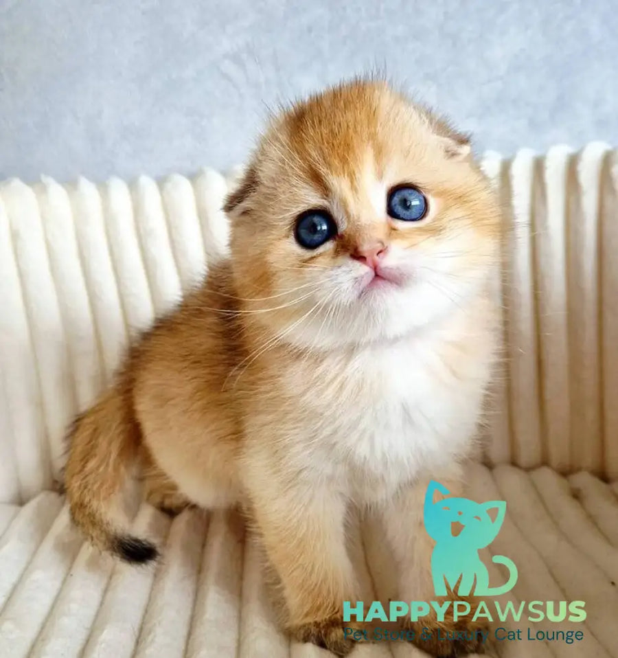 Onix Scottish Fold male black golden shaded - live animals