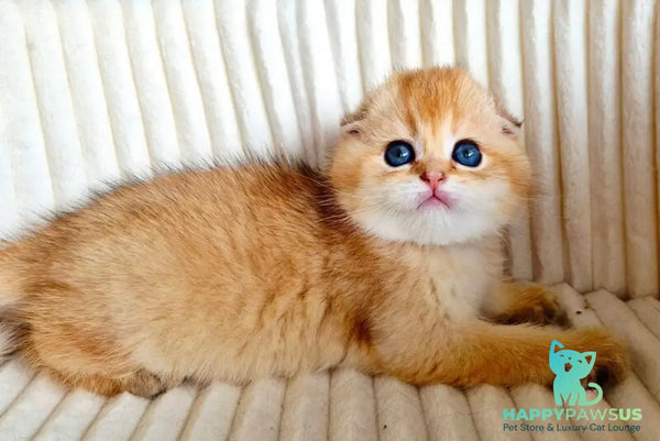 Onix Scottish Fold male black golden shaded - live animals