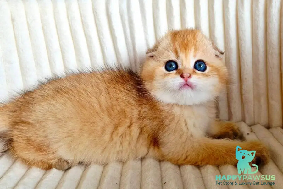 Onix Scottish Fold male black golden shaded - live animals