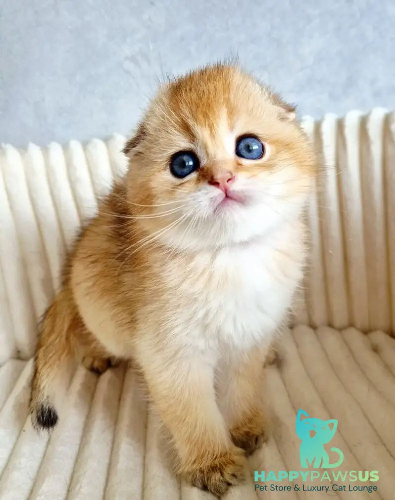 Onix Scottish Fold male black golden shaded - live animals