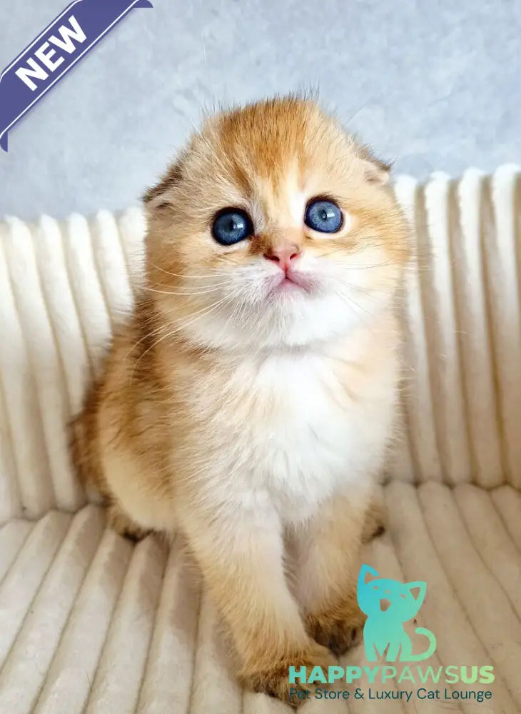 Onix Scottish Fold male black golden shaded - live animals