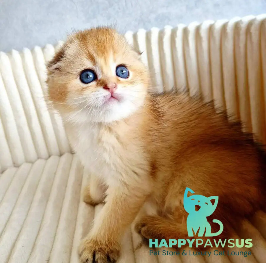 Onix Scottish Fold male black golden shaded - live animals