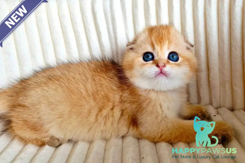 Onix Scottish Fold male black golden shaded - live animals