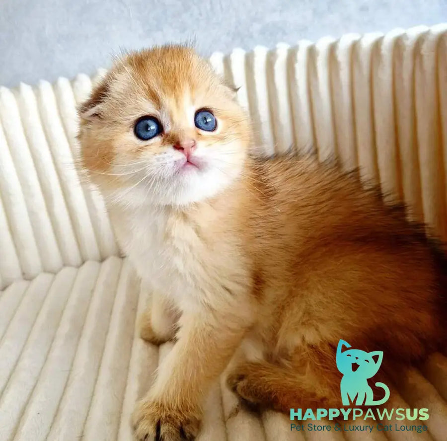 Onix Scottish Fold male black golden shaded - live animals