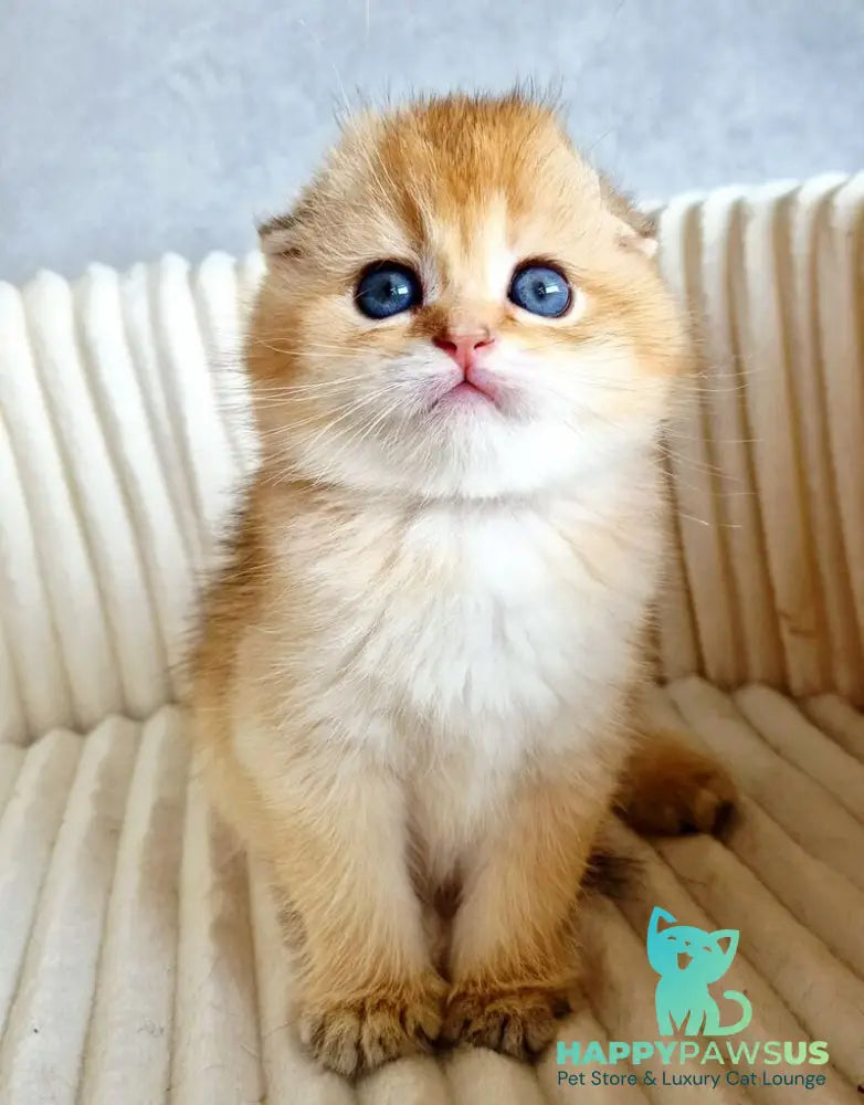Onix Scottish Fold male black golden shaded - live animals