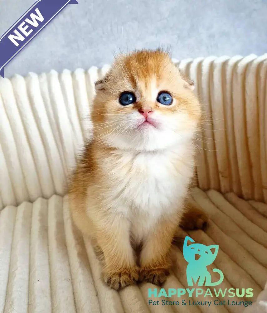 Onix Scottish Fold male black golden shaded - live animals