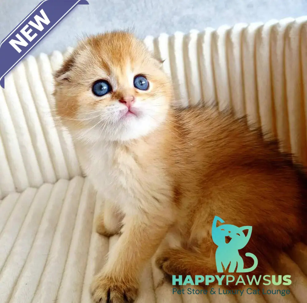 Onix Scottish Fold male black golden shaded - live animals
