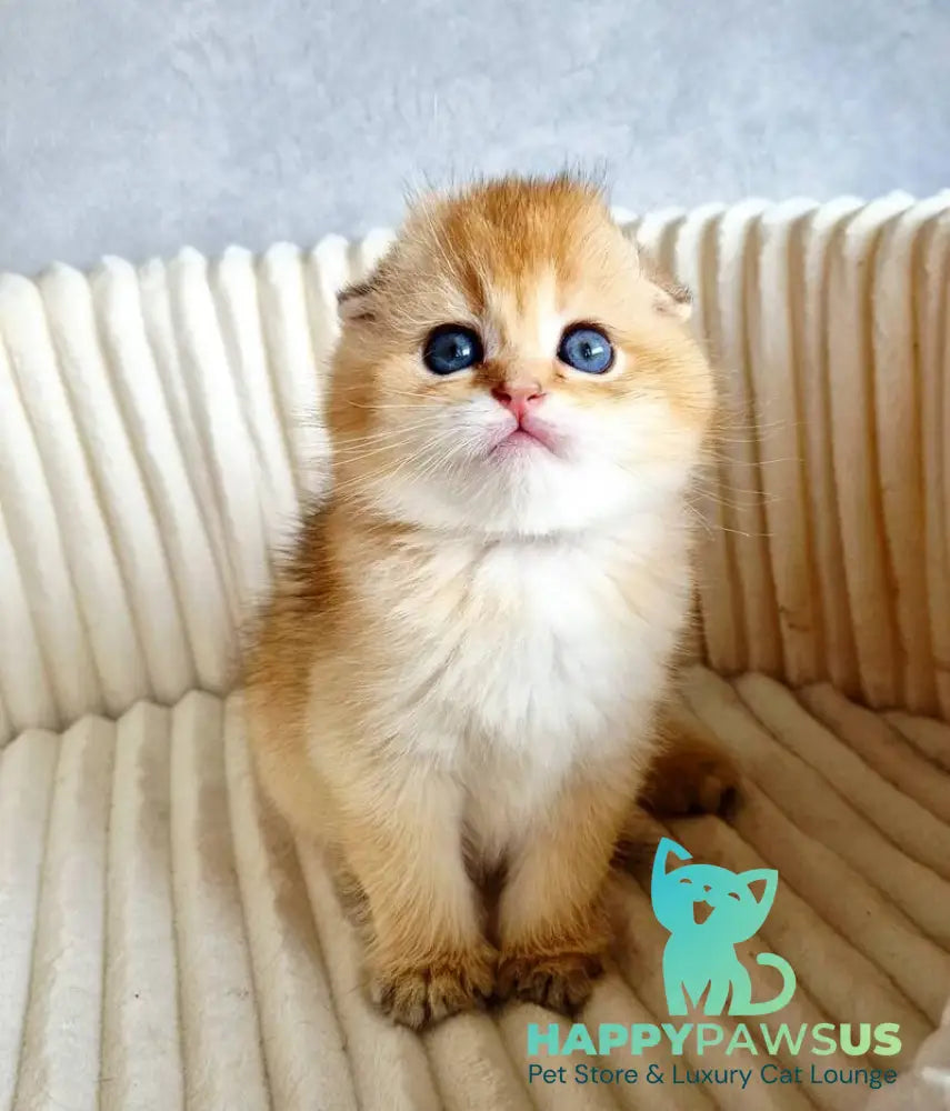 Onix Scottish Fold male black golden shaded - live animals