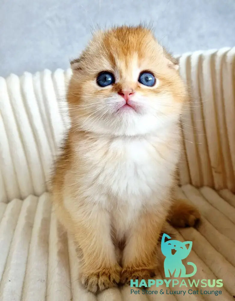 Onix Scottish Fold male black golden shaded - live animals