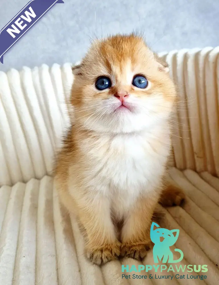 Onix Scottish Fold male black golden shaded - live animals