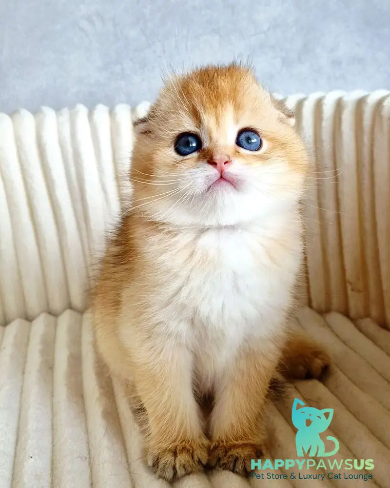 Onix Scottish Fold male black golden shaded - live animals