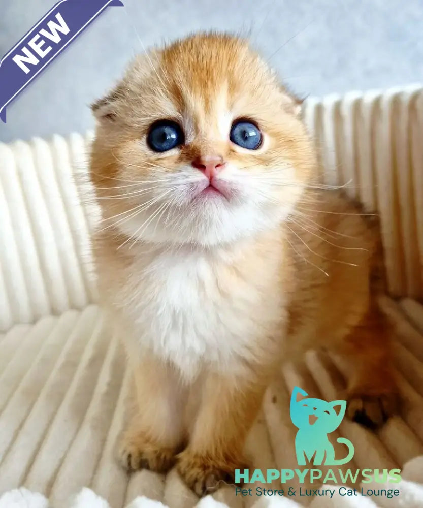 Onix Scottish Fold male black golden shaded - live animals