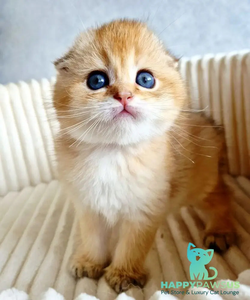 Onix Scottish Fold male black golden shaded - live animals