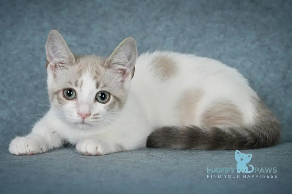 OnlyMe Munchkin female blue pointed spotted tabby harlequin live animals