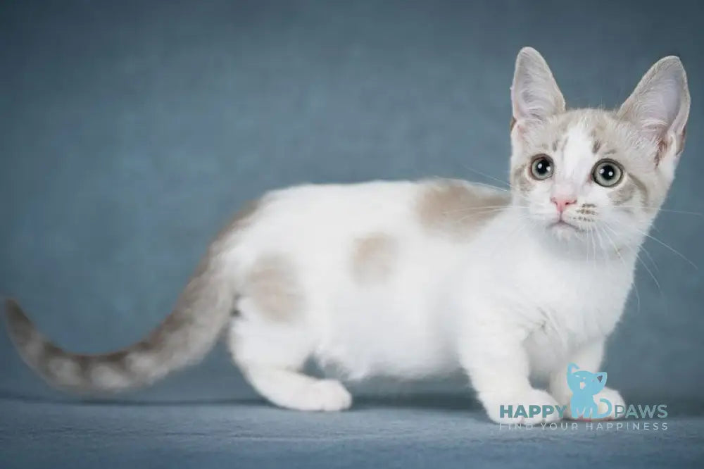 OnlyMe Munchkin female blue pointed spotted tabby harlequin live animals
