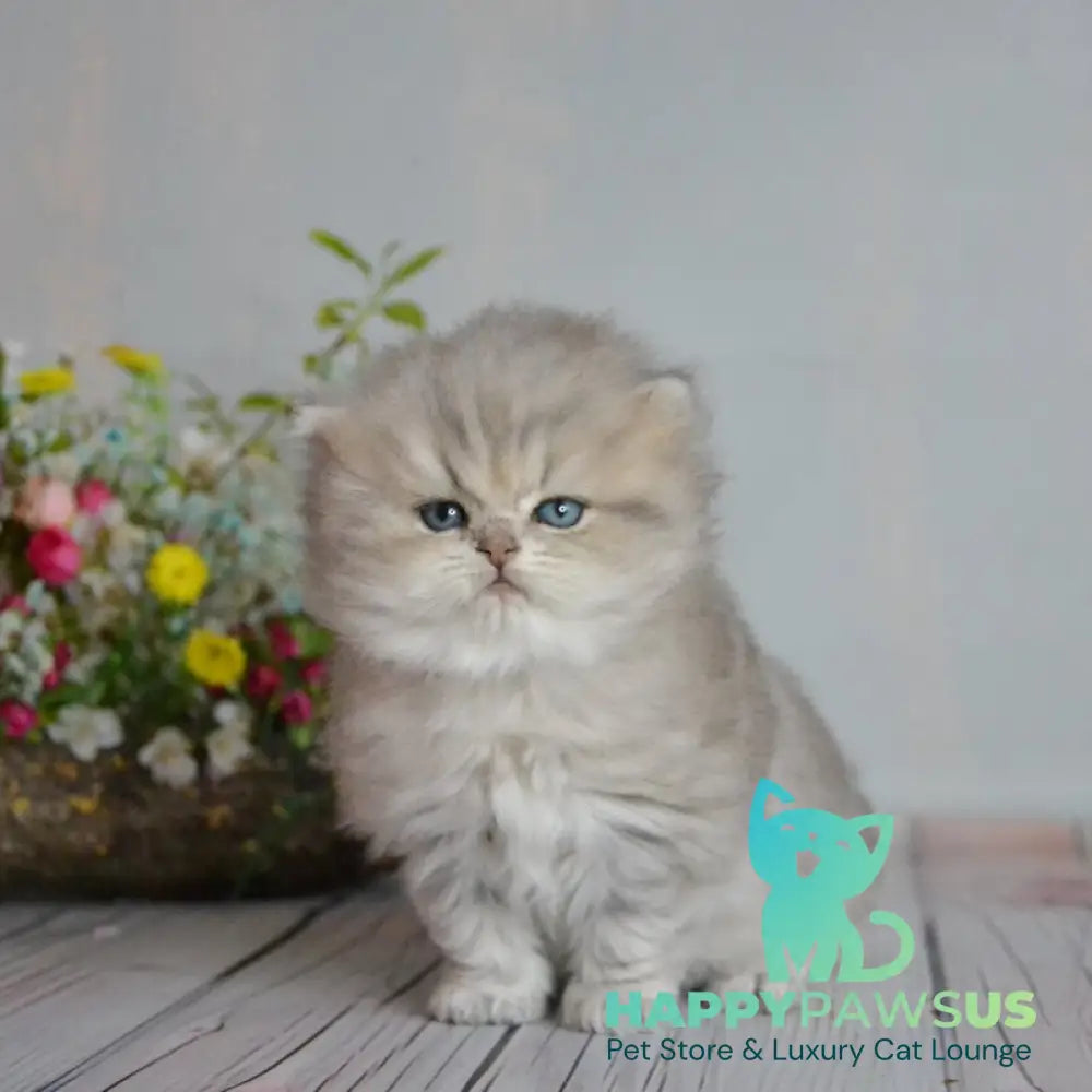 Onyx British Longhair male blue golden ticked tabby - live animals