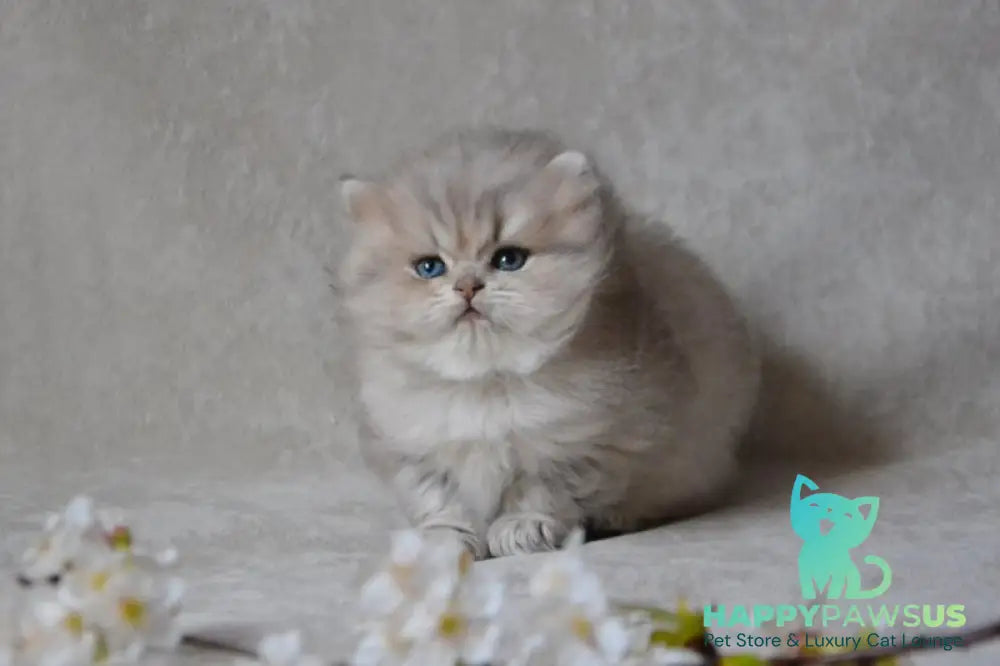 Onyx British Longhair male blue golden ticked tabby - live animals