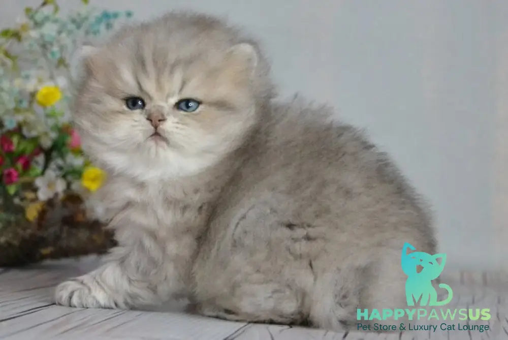 Onyx British Longhair male blue golden ticked tabby - live animals