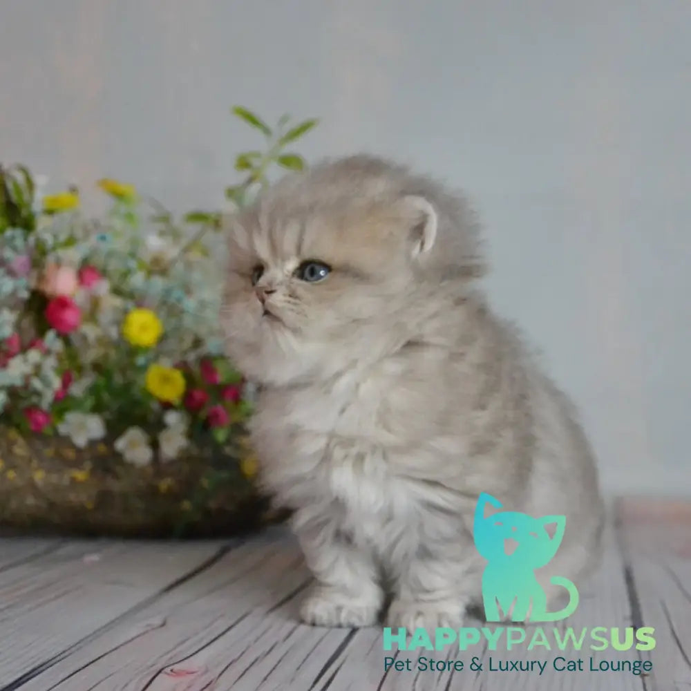Onyx British Longhair male blue golden ticked tabby - live animals
