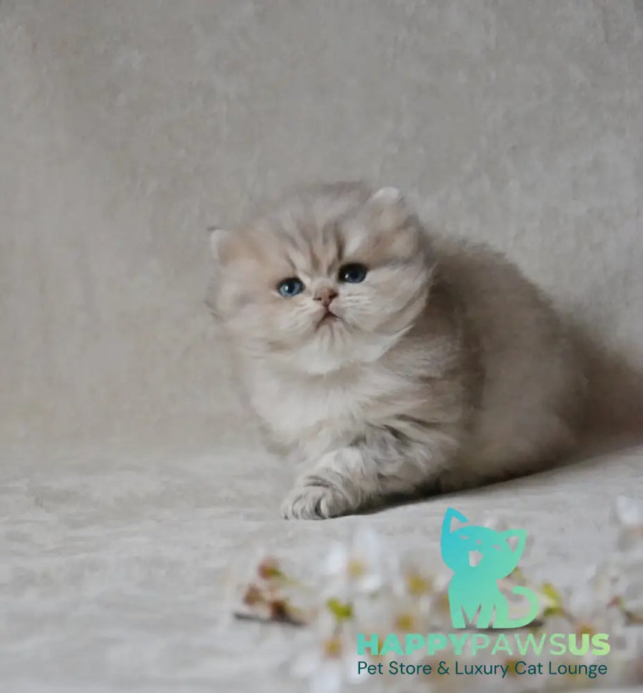 Onyx British Longhair male blue golden ticked tabby - live animals