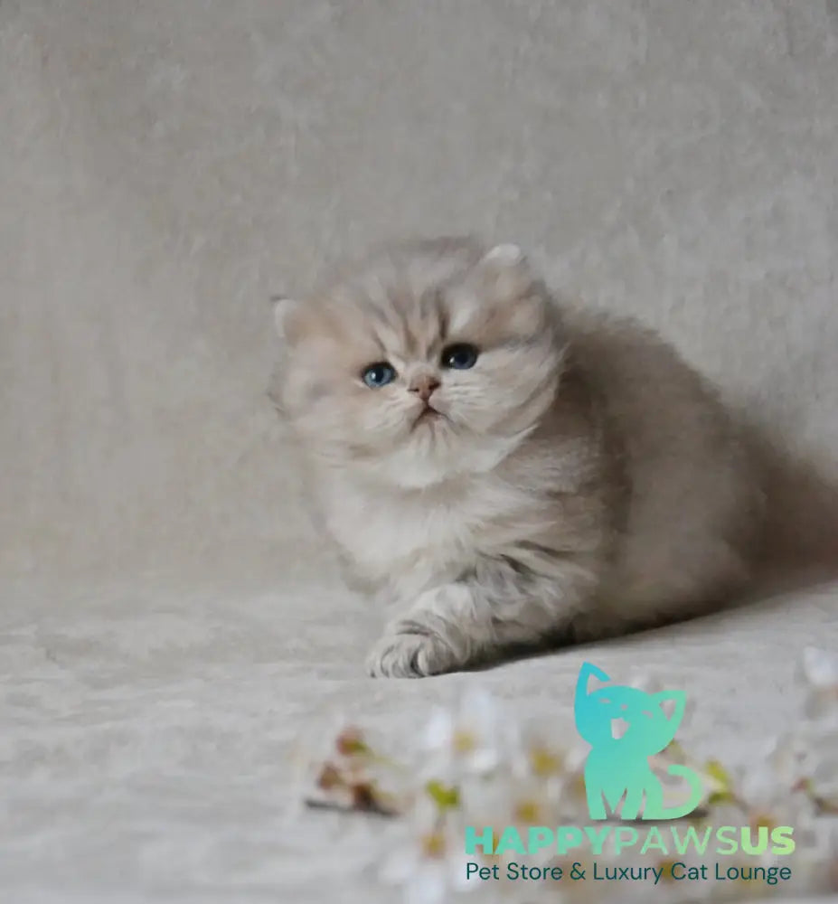 Onyx British Longhair male blue golden ticked tabby - live animals