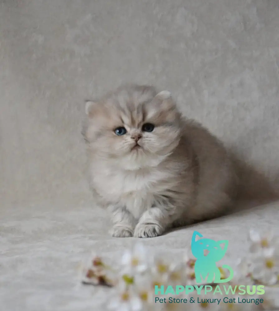 Onyx British Longhair male blue golden ticked tabby - live animals