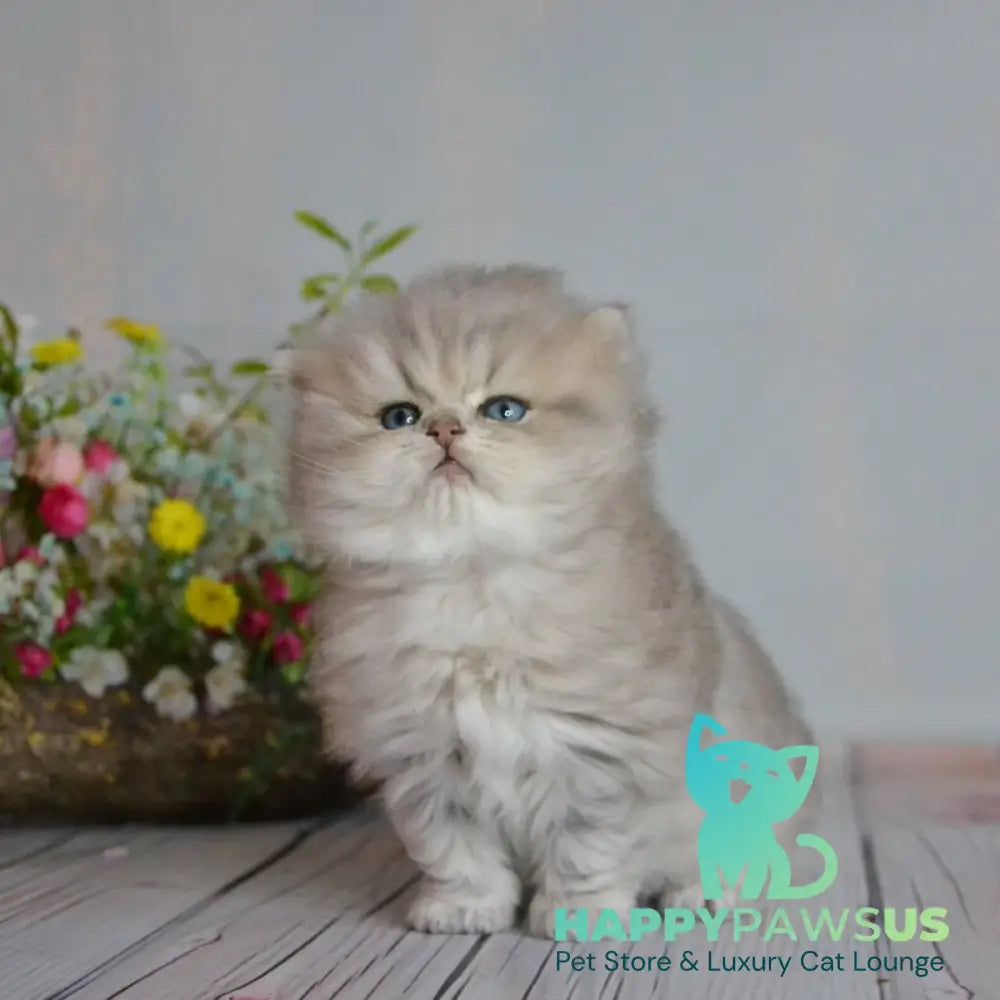 Onyx British Longhair male blue golden ticked tabby - live animals