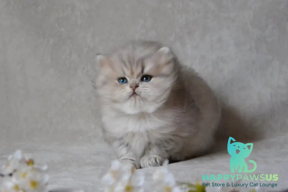 Onyx British Longhair male blue golden ticked tabby - live animals