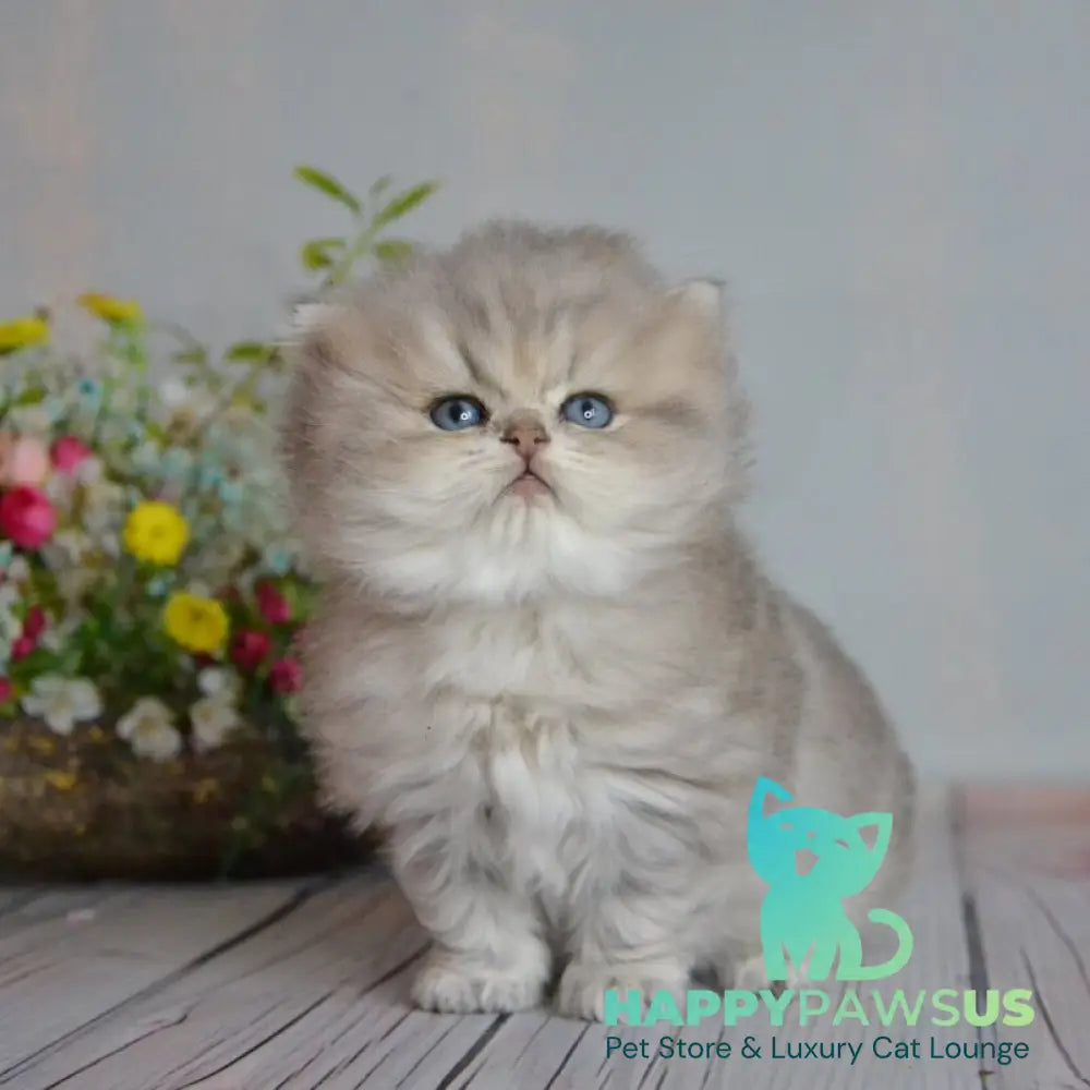 Onyx British Longhair male blue golden ticked tabby - live animals