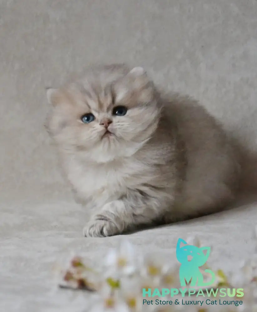Onyx British Longhair male blue golden ticked tabby - live animals