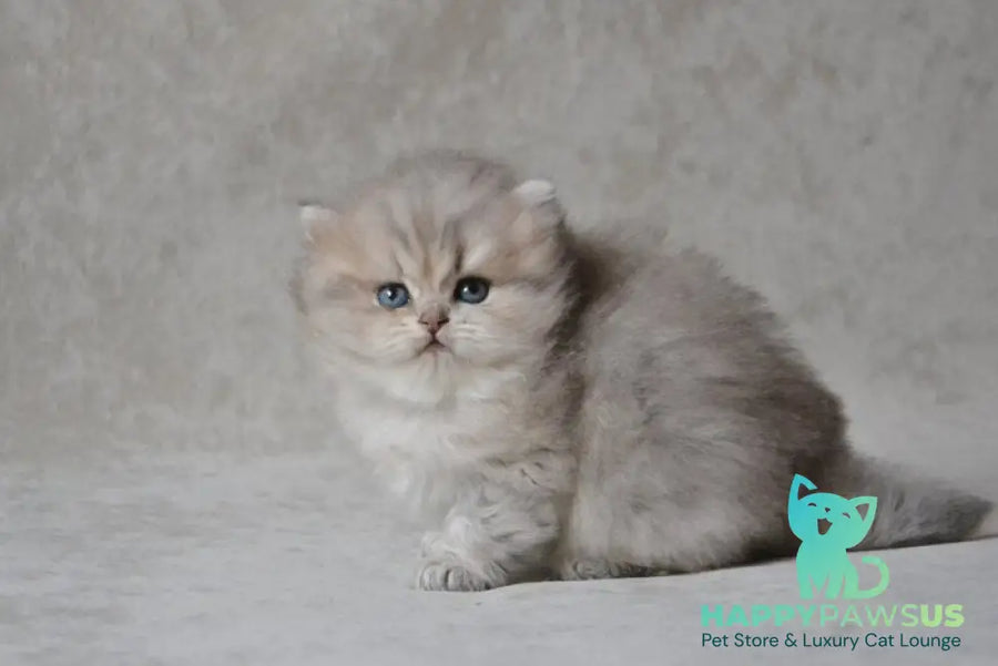 Onyx British Longhair male blue golden ticked tabby - live animals
