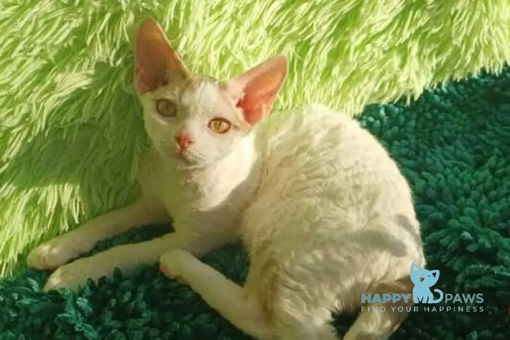 Onyx Devon Rex male fawn van live animals