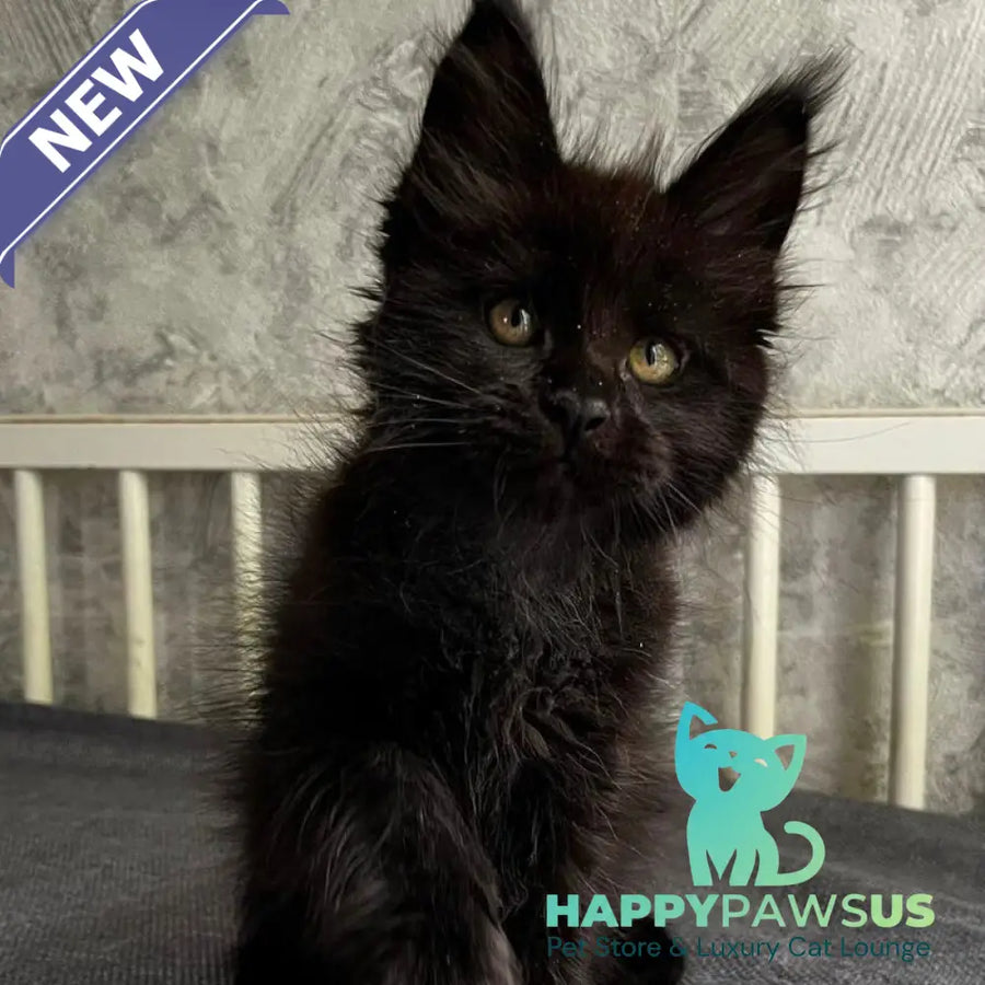 Onyx Maine Coon male black - live animals