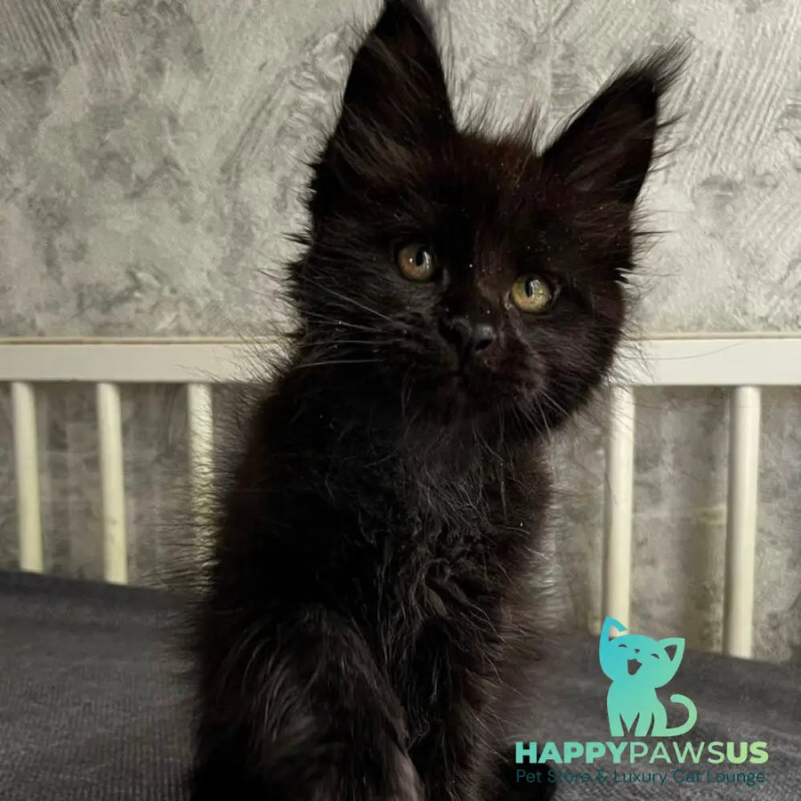 Onyx Maine Coon male black - live animals