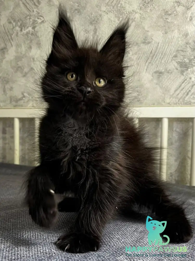 Onyx Maine Coon male black - live animals