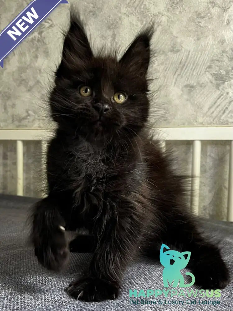 Onyx Maine Coon male black - live animals