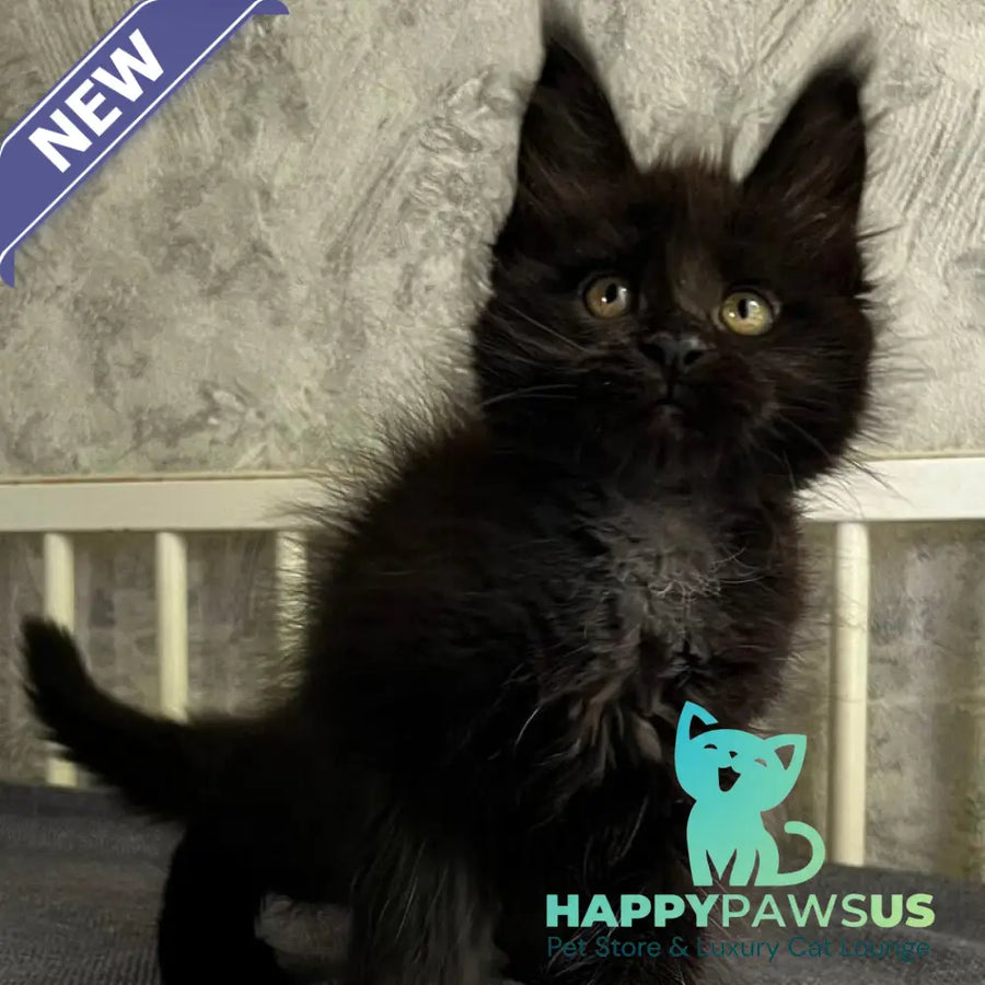 Onyx Maine Coon male black - live animals