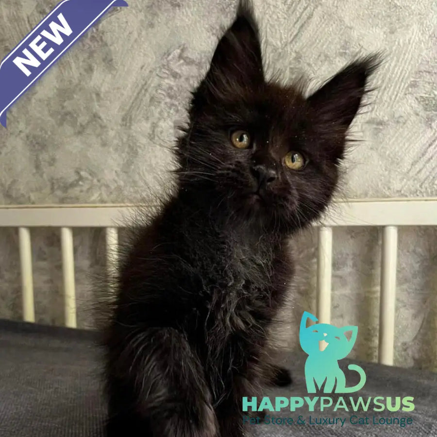 Onyx Maine Coon male black - live animals