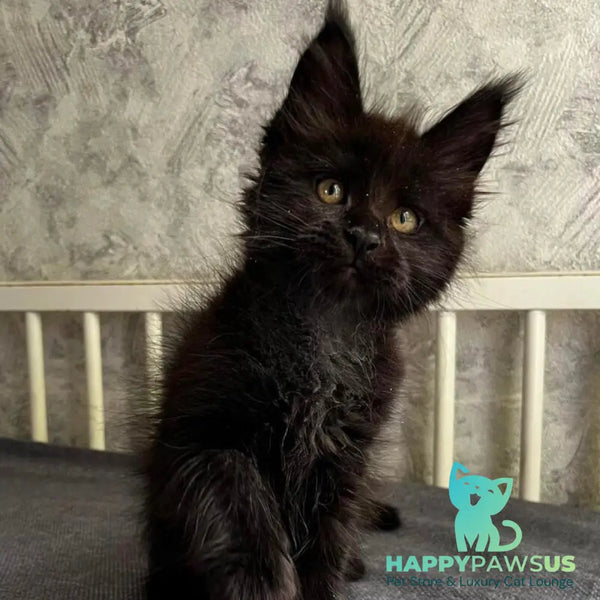 Onyx Maine Coon male black - live animals