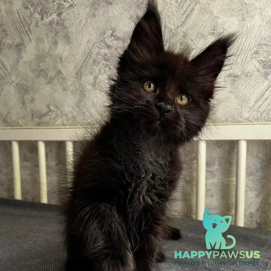 Onyx Maine Coon male black - live animals