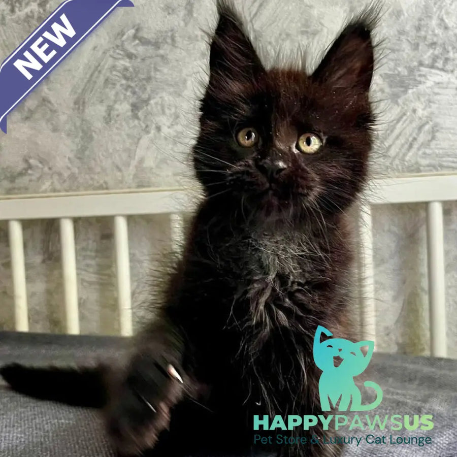 Onyx Maine Coon male black - live animals