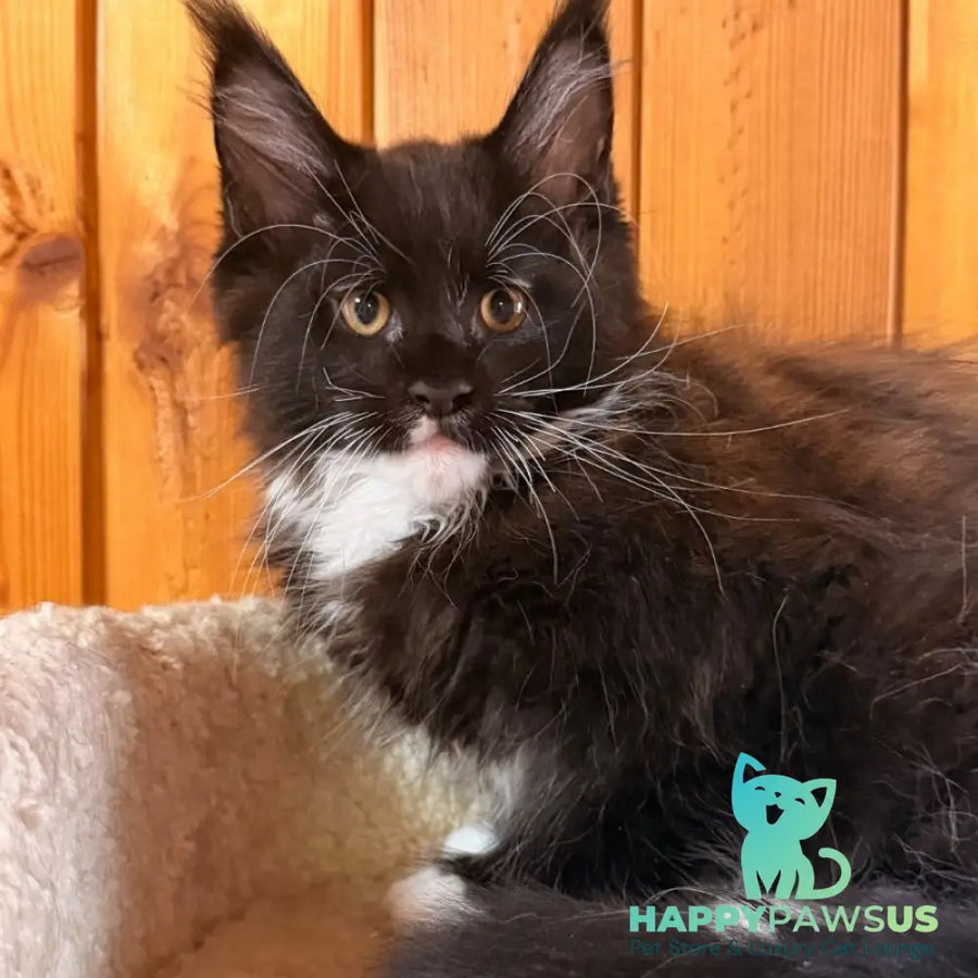 Onyx Maine Coon polydactyl 6x6x6x6 male black bicolour - live animals